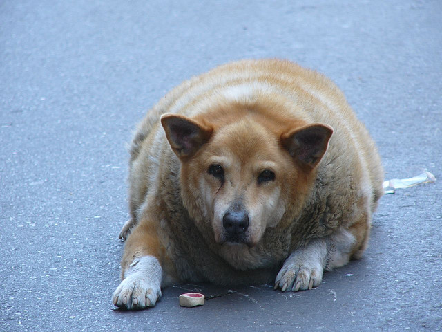 Obese canine from New Orleans