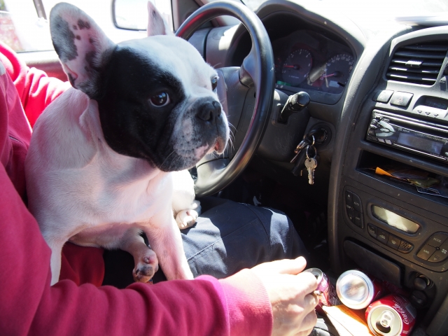 愛犬とドライブ