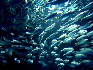 鯖の魚群