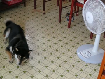 犬と扇風機