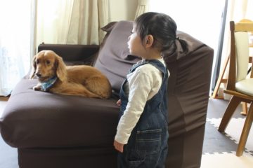 犬とソファー